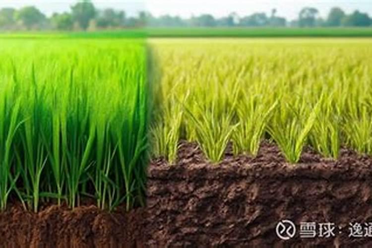 某稻田生态系统中,水稻长势喜人,农民正忙着进行除草、治虫、施肥等生 ...