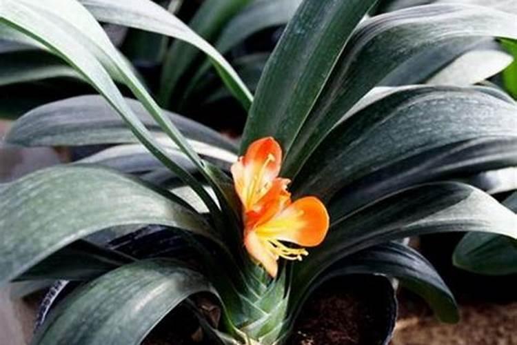 家养君子兰氮磷钾如何采用