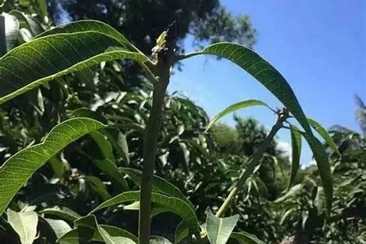 怎么给芒果施肥能增产增量？芒果长得好怎么样施肥