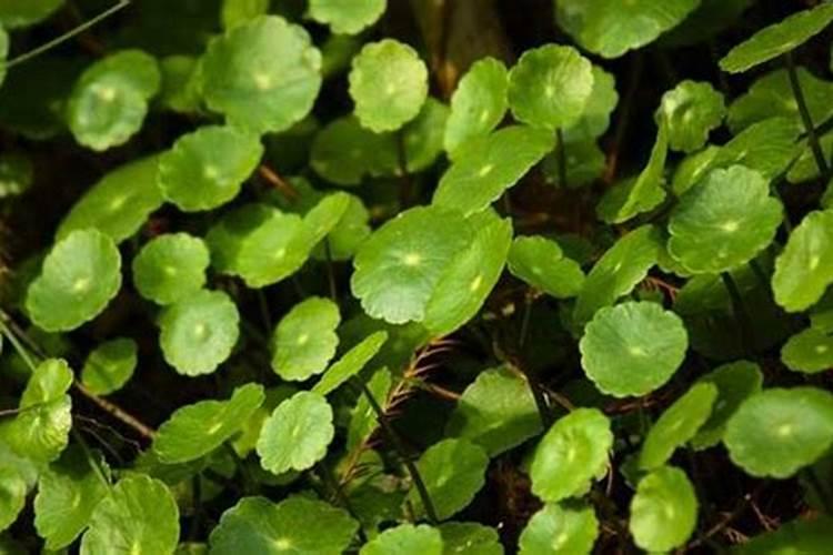 如何给金钱草施肥