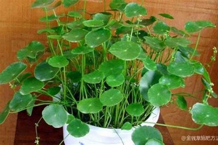 如何给金钱草施肥