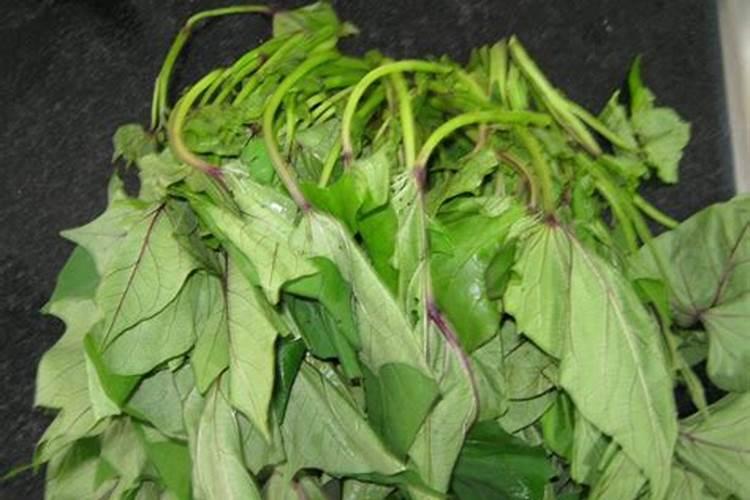 盆栽红薯叶子发黄怎么办