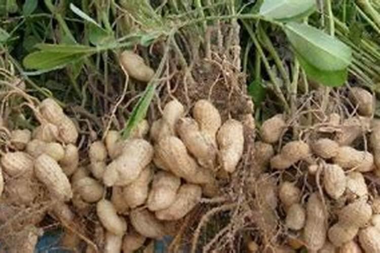 花生壳怎么发酵养兰花