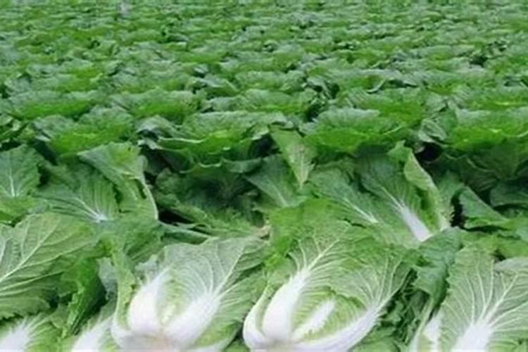 大白菜怎么追肥