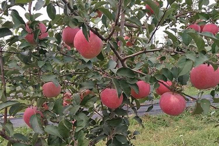 玉米两个叶能喷施叶面肥吗