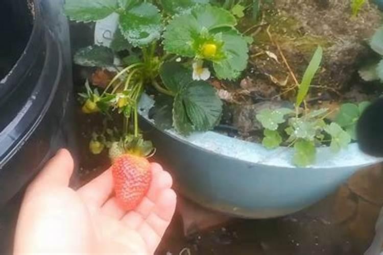 草莓膨果期用什么化肥好？草莓挂果期用什么肥效果好？