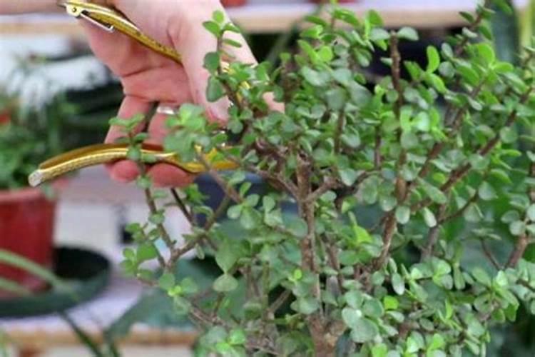 金枝玉叶怎么修剪 修剪注意事项有哪些