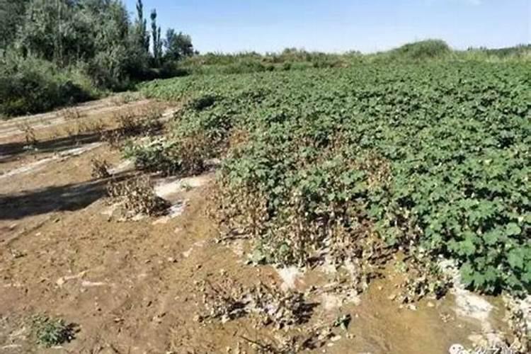 锌肥五忌,和磷酸二氢钾能一起用吗