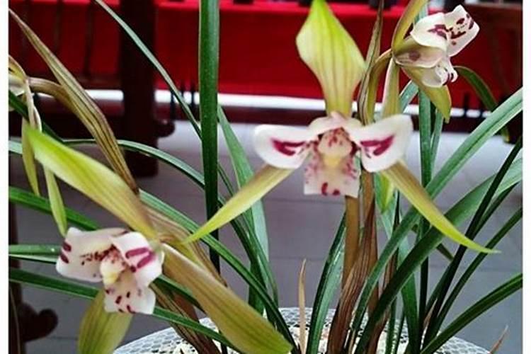 兰花能不能用芸苔素