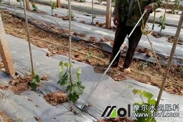 肥城桃在肥城的种植地详细地址是啥