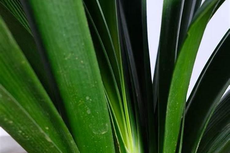 君子兰彩兰的养殖方法