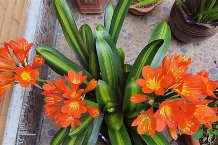 君子兰用什么肥料最好