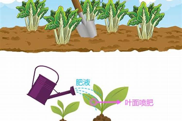 油桃裂果的原因分析 防裂的方法有哪些