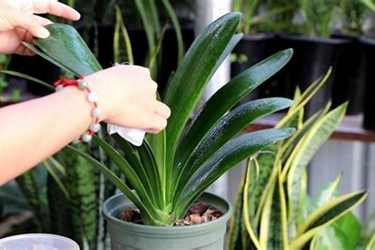 草莓喜欢什么肥