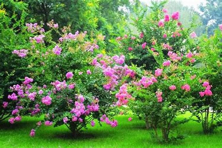 紫薇花施什么肥最好