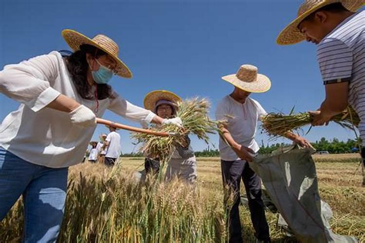 小麦叶面肥什么牌子最好