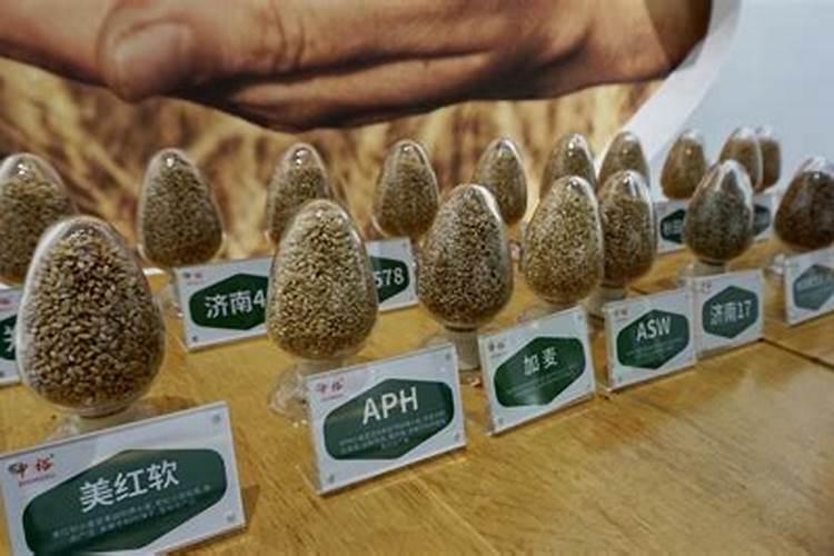 小麦富硒叶面肥哪家强跟着他种植富硒麦,走上致富路!