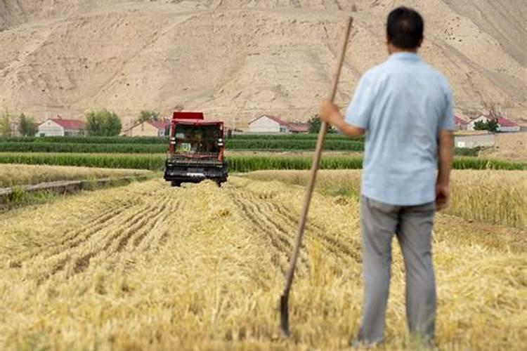 小麦灌浆期打什么叶面肥