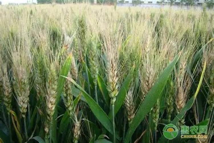 小麦用叶面肥好处哪些