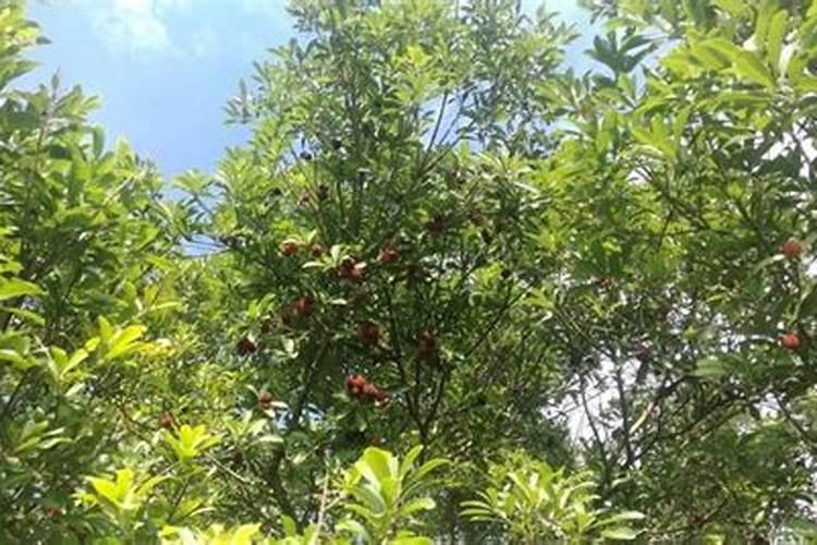 杨梅树施硼肥起什么作用 硼肥的使用方法