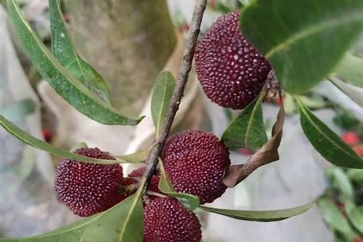 杨梅膨果期施用硼肥能显著增加种子数量吗？如何操作？