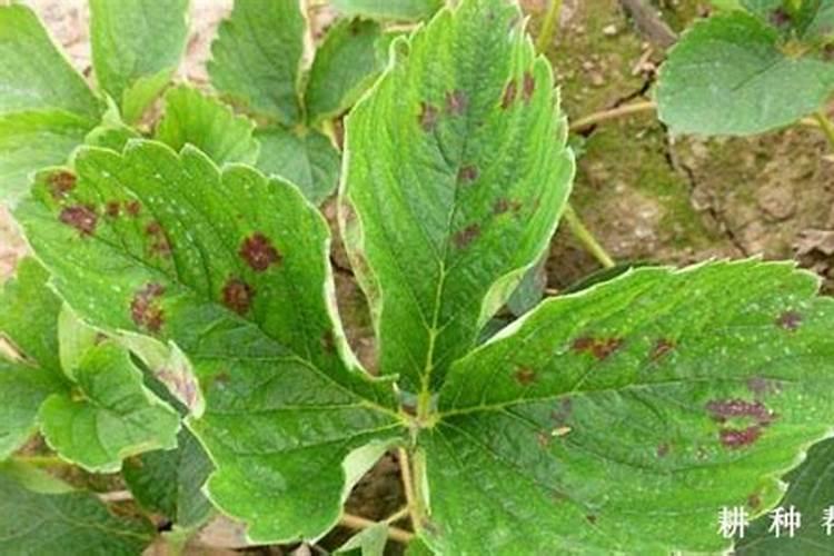 药用植物菊花叶斑病防治方法