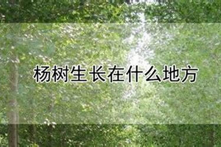 杨树用什么肥料长得快