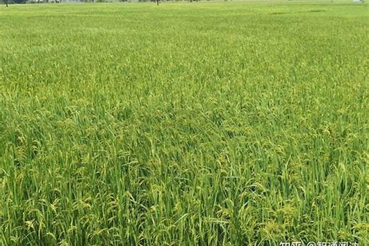 新栽茶苗施什么肥料