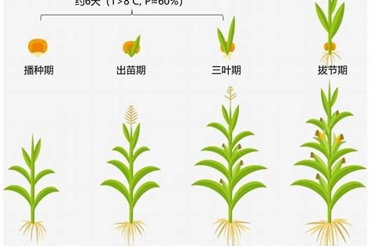 种植玉米时,需要施几次肥？一株玉米施多少呢？