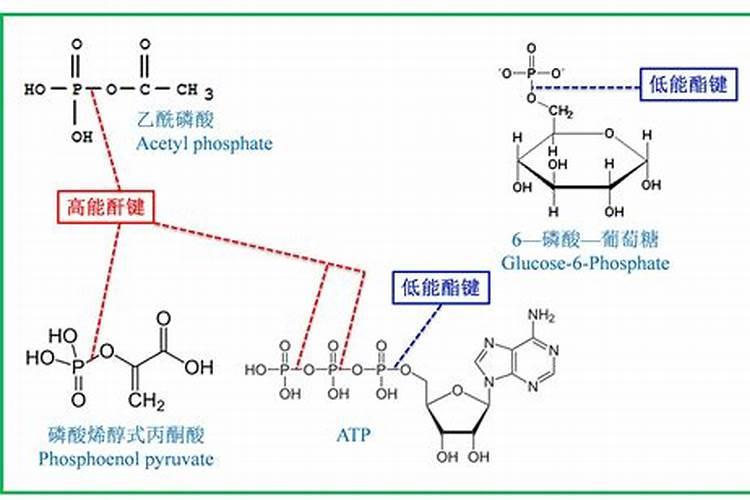 化学元素手册·磷·(83)磷酸