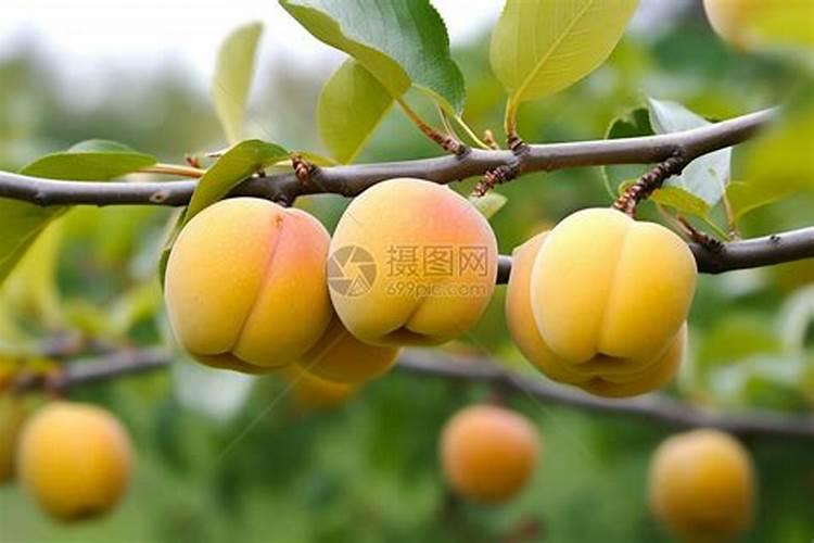 李子树什么时候施肥最好,应该注意什么？