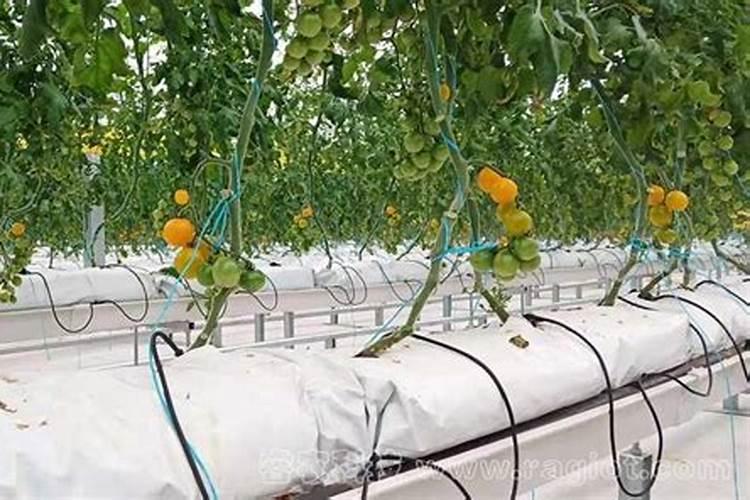 梨树用哪种水溶肥好？梨树冬季管理