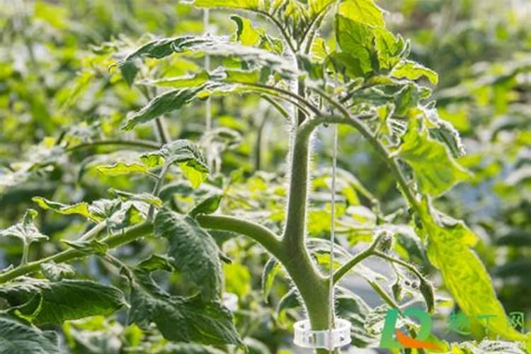 小麦如何施用底肥