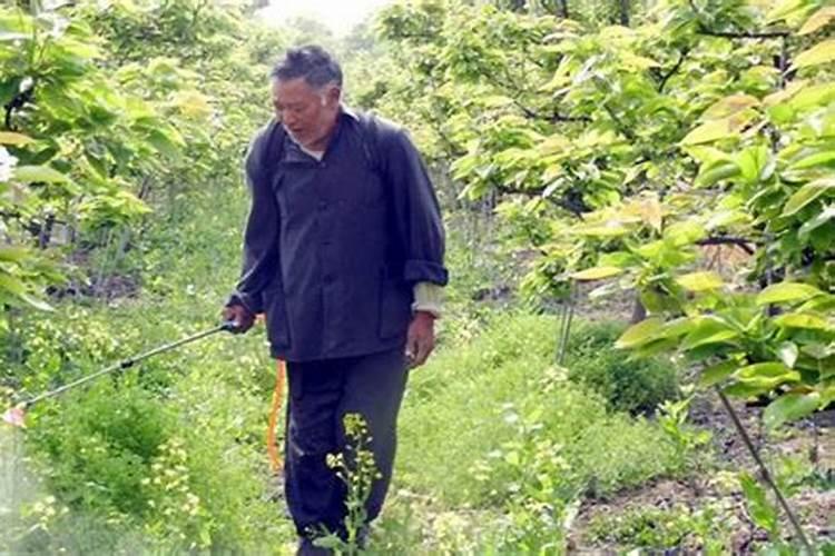 芸苔素打多了会疯长吗