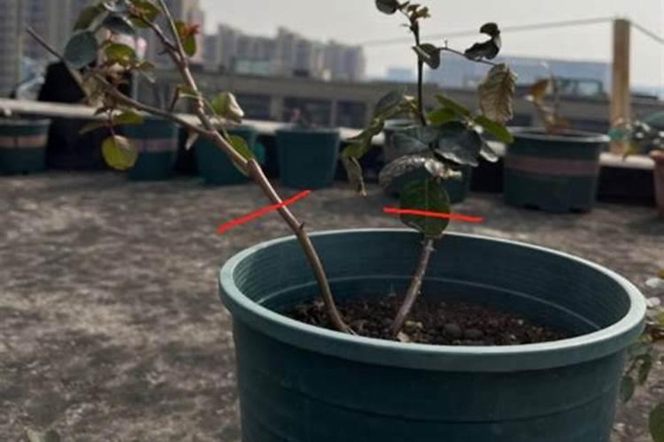 藤本月季怎么养才长得好