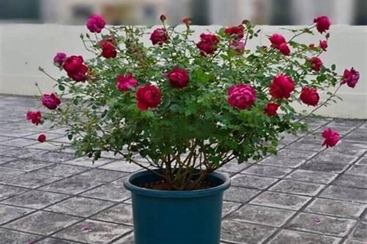 藤本月季的修剪方法