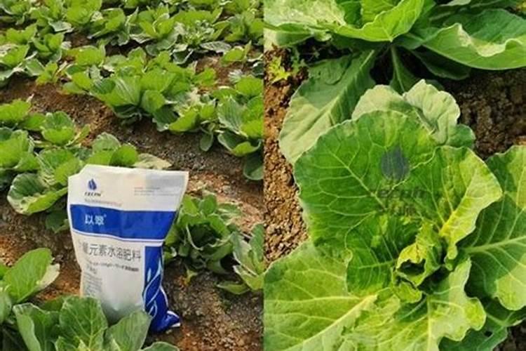 白菜秧子不爱长,僵苗。请教老师们,怎么办？