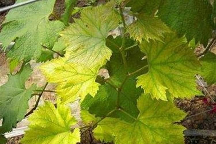 葡萄缺钙有什么危害 葡萄种植怎么补钙