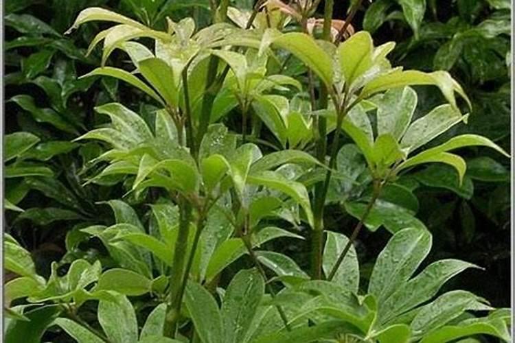 七叶莲怎么养才长得好 七叶莲如何养殖