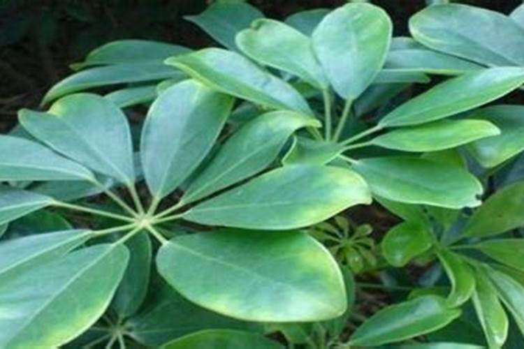 七叶莲枯萎怎么办