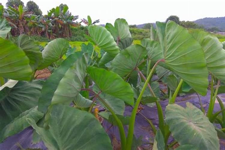 芋头追肥用什么肥料好