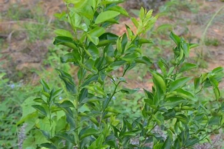 月季种植多久开花 月季苗养几年才能大量开花