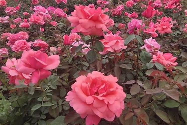 月季花这样施肥,开得更艳