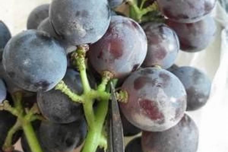 红糖可以做肥料用吗