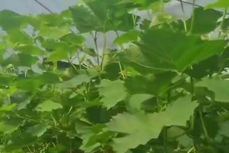 想对一棵果树用红糖和白醋泡,这二者分别要用多少