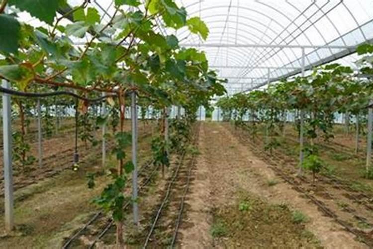 红糖和米酷能直接喷洒在葡萄叶面上当叶面肥吗