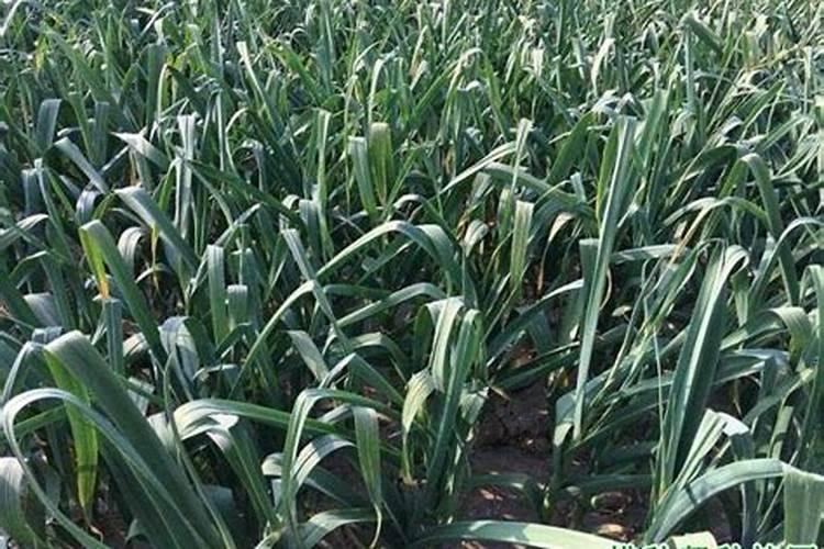 广东种黄瓜的最佳时间 广东种黄瓜什么时候最好