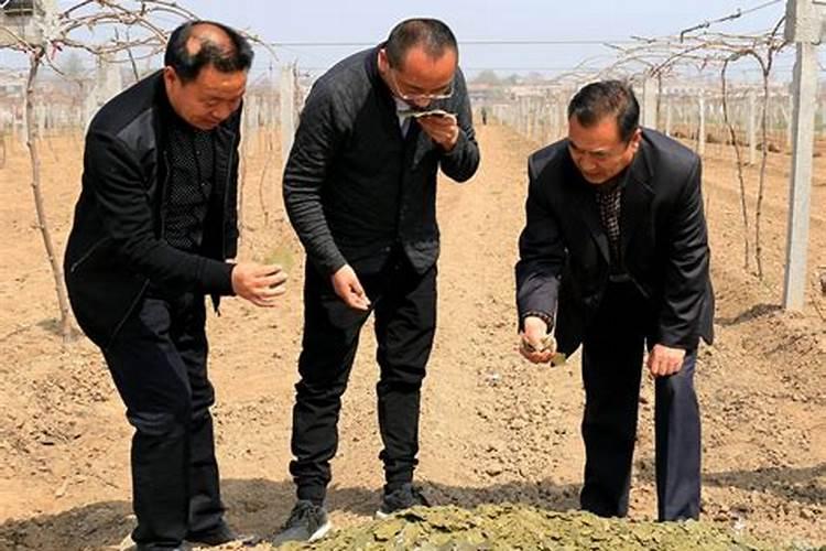 红薯藤育苗的方法