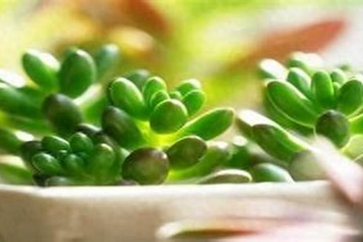 多肉种多久可以浇肥料多肉什么时候需要施肥？