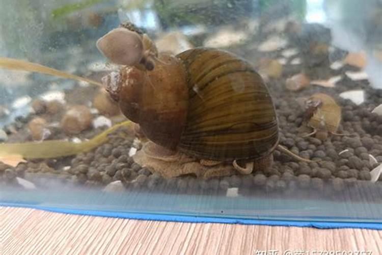 曼地亚红豆杉怎样施肥